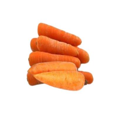 Carrot Seeds Local Variety (5g) (Digital)