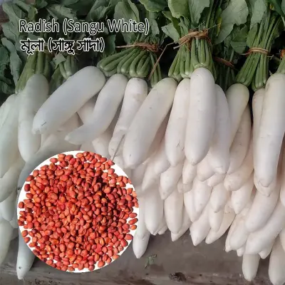 Radish Seeds Hybrid (10g)